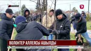 Петропавлда «Волонтёрлар аллеясы» ашылды