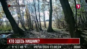 В нацпарке «Буйратау» кабан прогнал стаю волков