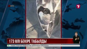 Маңғыстау облысында 173 бекіре тұқымдас балықтың өлексесі табылды