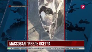 На побережье Каспия в Мангистау обнаружили 173 мёртвых осетра