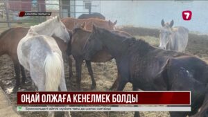 Ақмола облысында жайылымнан 77 бас жылқыны айдап әкеткен әкелі-балалы ұры ұсталды