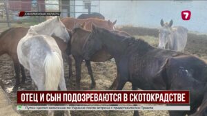Отец и сын из Степногорска подозреваются в краже 77 лошадей