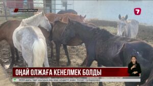 Әкелі-балалы 77 жылқыны ұрлап, 40 басын сатып үлгерген
