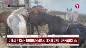 77 лошадей и ущерб на 25 миллионов: в Акмолинской области раскрыли скотокрадство