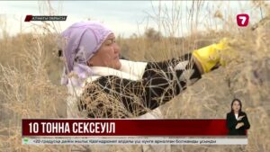 «Таза Қазақстан» акциясы аясында сексеуіл тұқымын жинау акциясы өтті