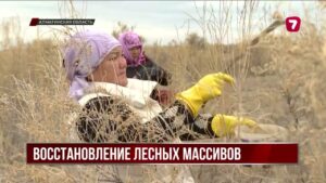 В Алматинской области собрали 10 тонн семян саксаула