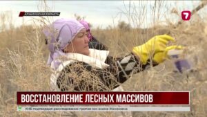 В Алматинской области собрали 10 тонн семян чёрного саксаула